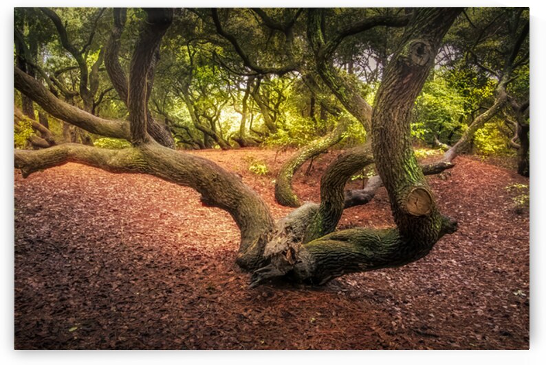 Enchanted Forest with Twisted Trees by Norma Brandsberg Photography