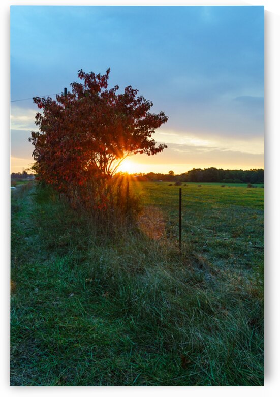 Country Red Sumac At Sunrise by Jennifer White
