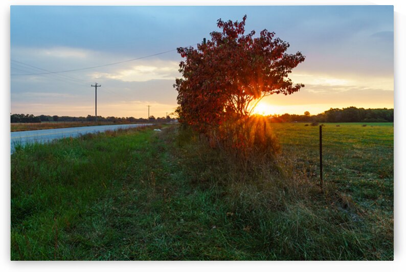 Red Sumac Tree Sunrise Countryside by Jennifer White