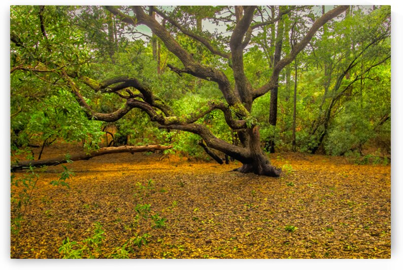 Twisted and Twining Forest Magic by Norma Brandsberg Photography