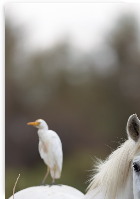 Camargue horse by DirkR