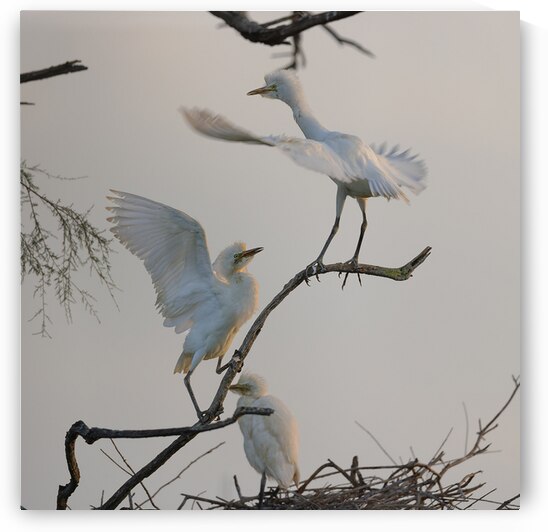 Western cattle egrets Ardea ibis by DirkR