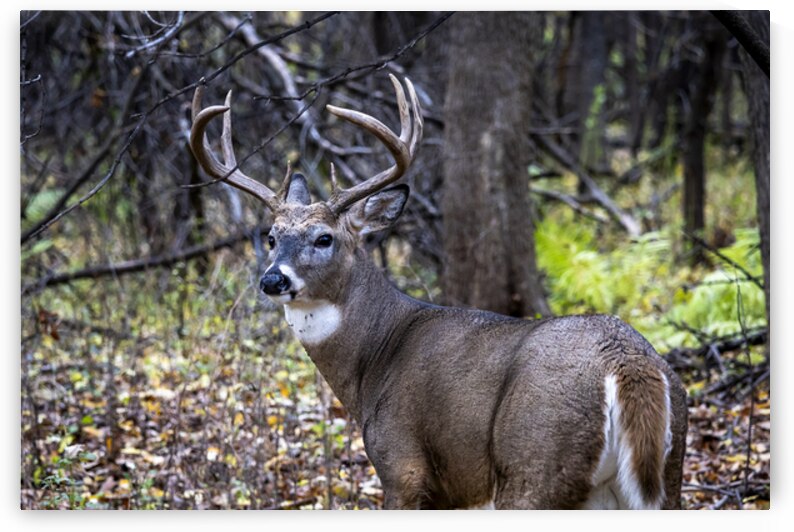 Antlers and Autumn: A Portrait of Natures Beauty by Marc Gilbert Photography