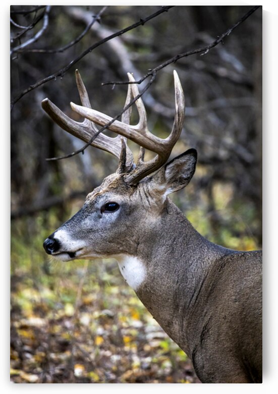 Antlers and Autumn: A Portrait of Natures Beauty by Marc Gilbert Photography