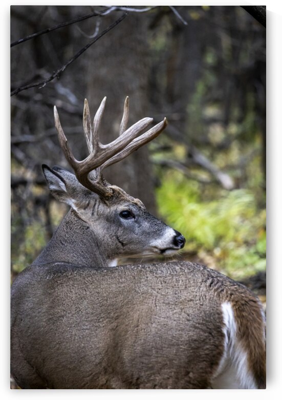 Antlers and Autumn: A Portrait of Natures Beauty by Marc Gilbert Photography