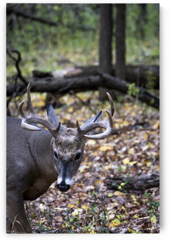 Antlers and Autumn: A Portrait of Natures Beauty by Marc Gilbert Photography