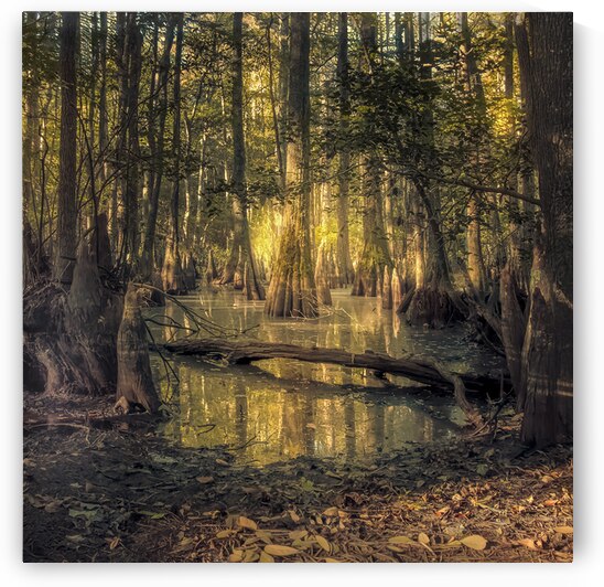 First Landing State Park Pond in Early Morning by Norma Brandsberg Photography