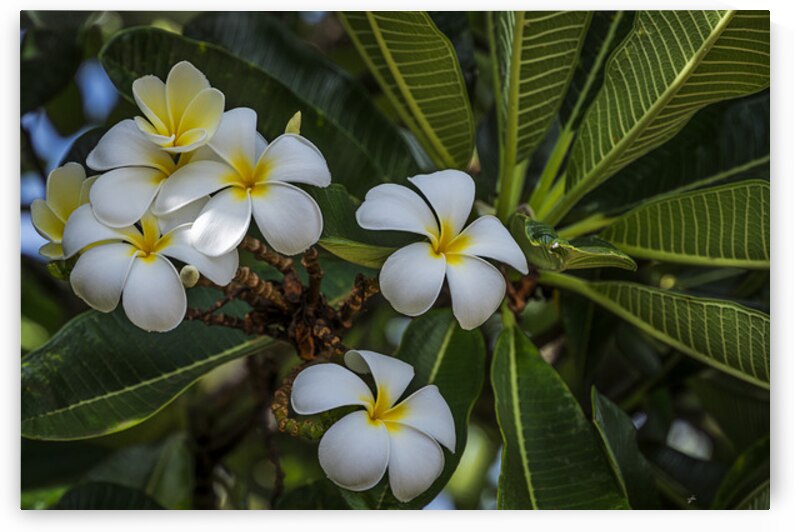 Island Plumeria Blossoms by Gregory Allen