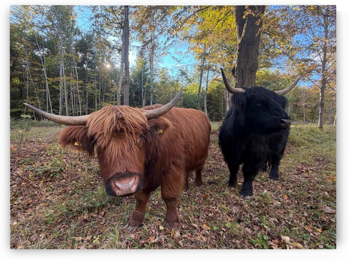 Highland Cows in Naturpark Schoenbuch Germany by Matthias Hauser