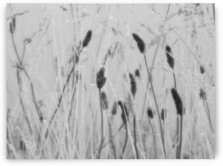 Scottish Highlands Dew-Kissed Grass by Catriona Roberts Nature Photography and Designs