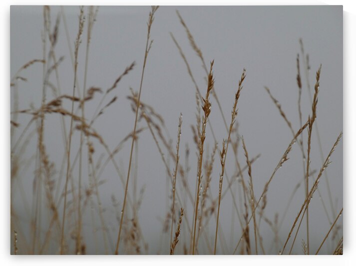 Scottish Highlands Silent Mist by Catriona Roberts Nature Photography and Designs