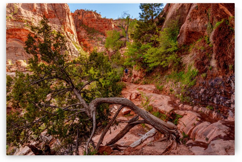 Rooted In Strength At Zion by Jennifer White