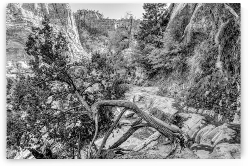Rooted In Strength At Zion Grayscale by Jennifer White