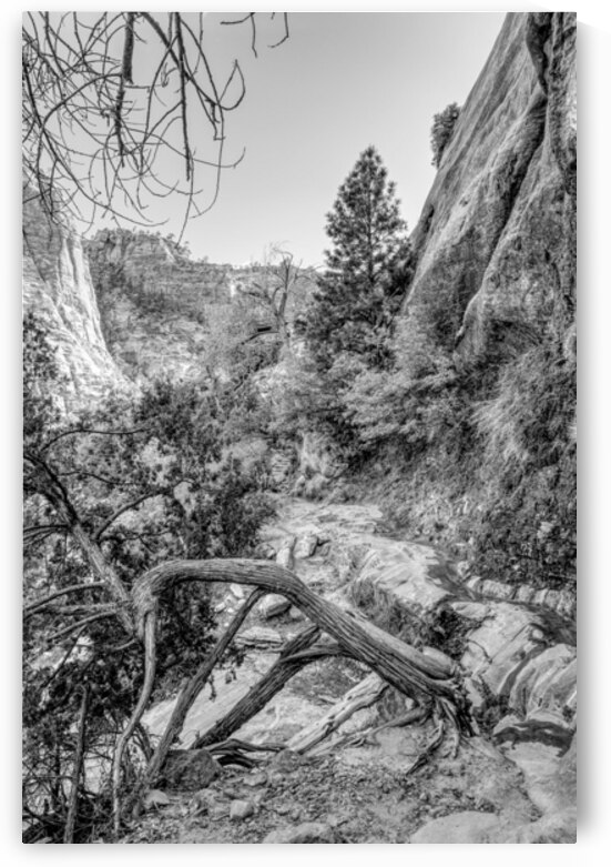 Where Roots Find Their Way Grayscale by Jennifer White