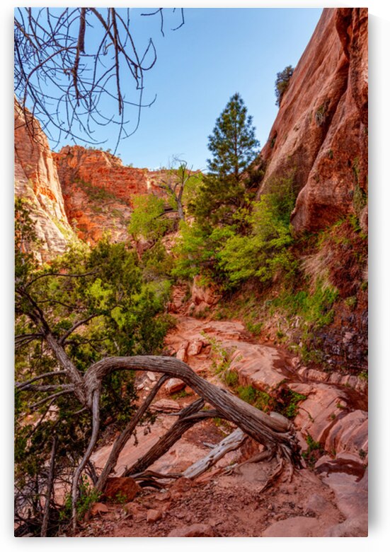 Where Roots Find Their Way by Jennifer White