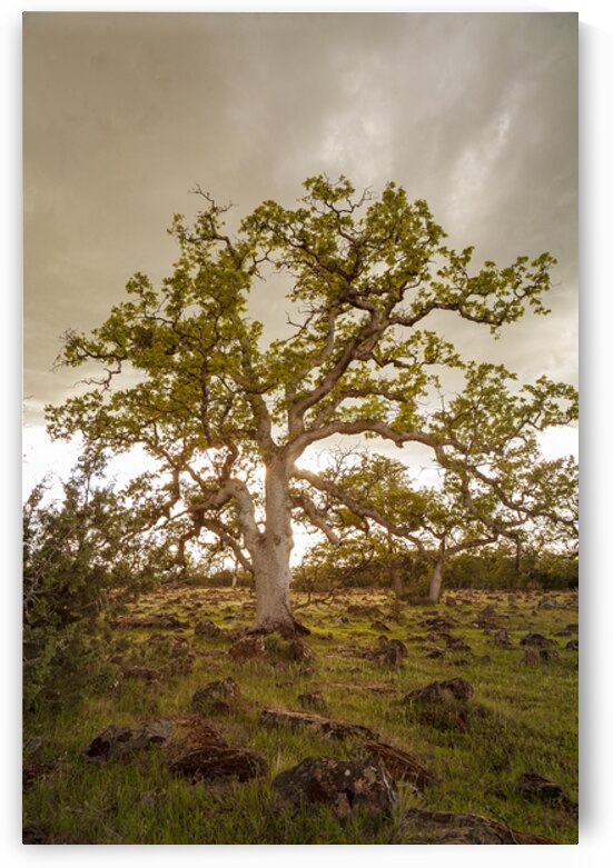 Ethereal Oak - Sacramento Riverbend Area - Tehama County California by Mike Lee