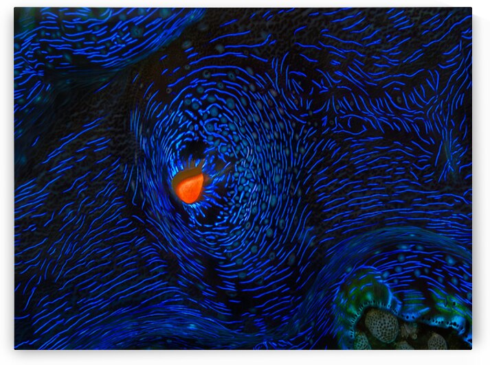 MONET S CLAM by Doug Sturgess