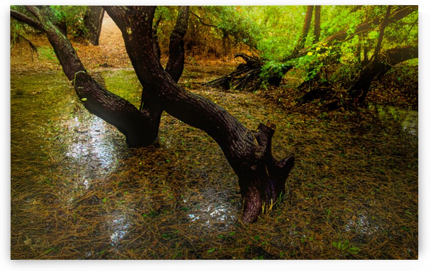 Twining Trees Glow in the Morning by Norma Brandsberg Photography