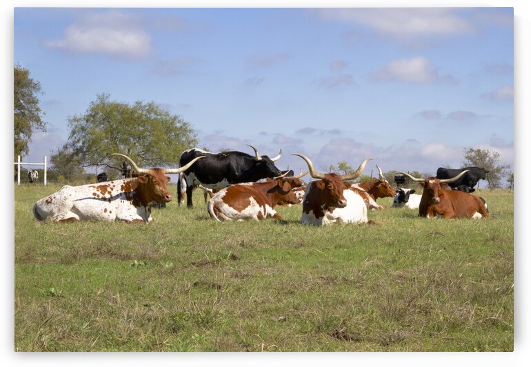 Longhorns by SW Visual Art