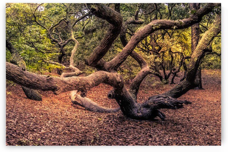 Virginia magical Forest by Norma Brandsberg Photography