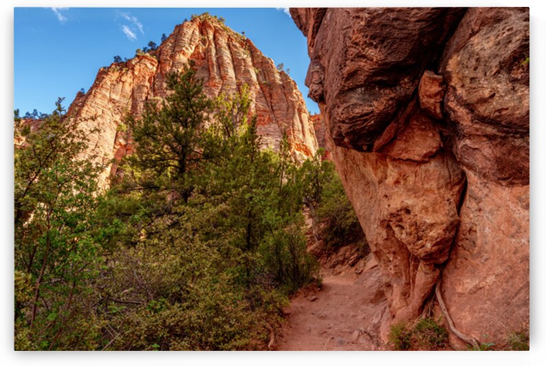 A Pathway Through Zion Red Cliffs by Jennifer White