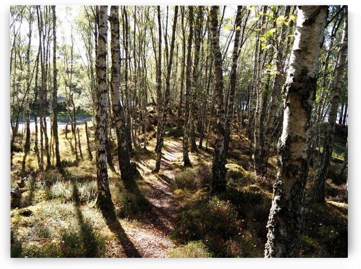 Amongst the Trees                                                                                                                   by Catriona Roberts Nature Photography and Designs
