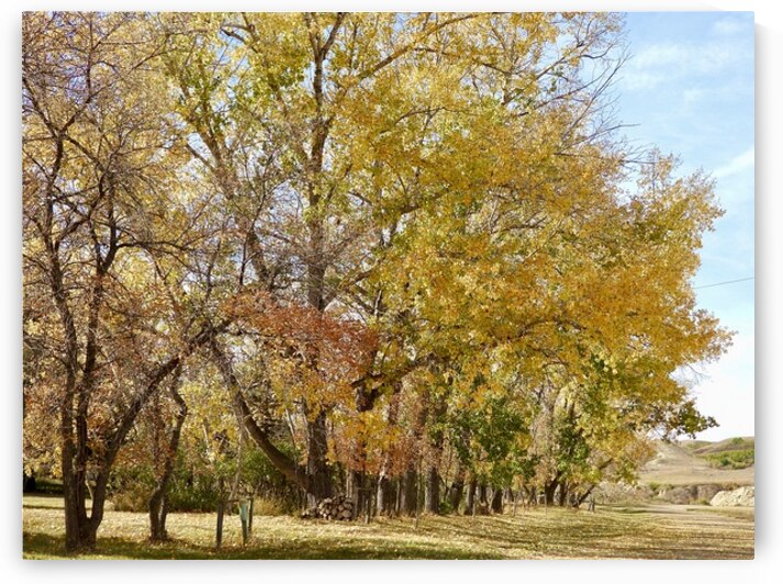 Golden Grove by Nicola McGuire