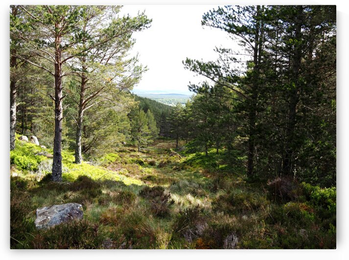 Serene Forest Clearing in the Scottish Highlands                                                                                                                      by Catriona Roberts Nature Photography and Designs