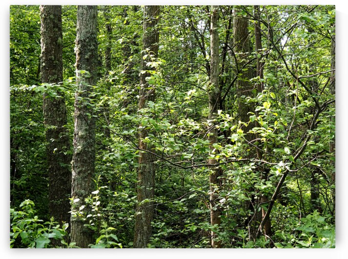 Natures Lush Green Forest View                                                                                                                       by Catriona Roberts Nature Photography and Designs