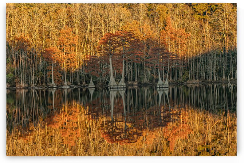 Cathedral of Embered Trees by Richard Mathis