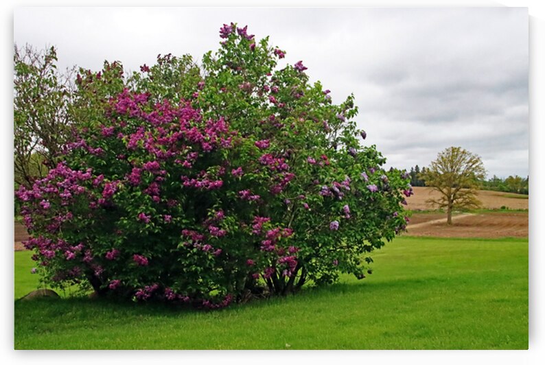 Spring  On The Farm by Deb Oppermann