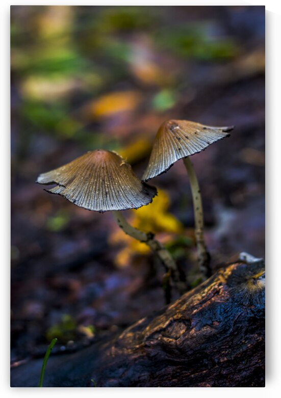 Witchy Mushrooms by Marc Gilbert Photography