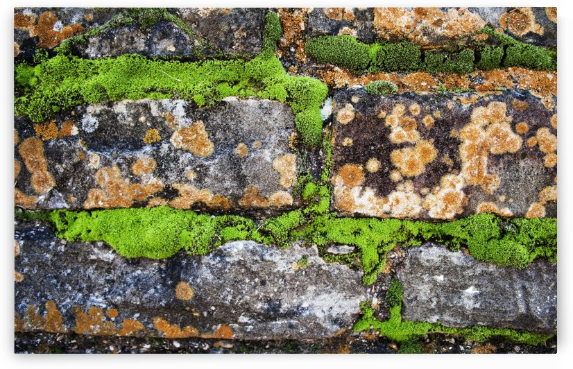 Moss & Brick by SW Visual Art