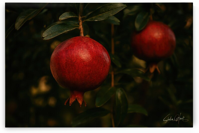 Pomegranate on Vine in Moody Evening Light by Shelia Hunt Photography