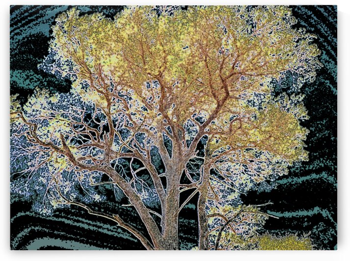  Abstract Vibrant Pine                                                                                                                     by Catriona Roberts Nature Photography and Designs