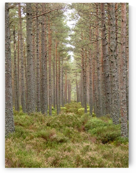 Serene Pine Forest Path through the Scottish Highlands  by Catriona Roberts Nature Photography and Designs