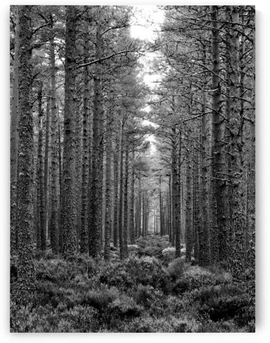 Majestic Monochrome Forest Path through the Scottish Highlands  by Catriona Roberts Nature Photography and Designs