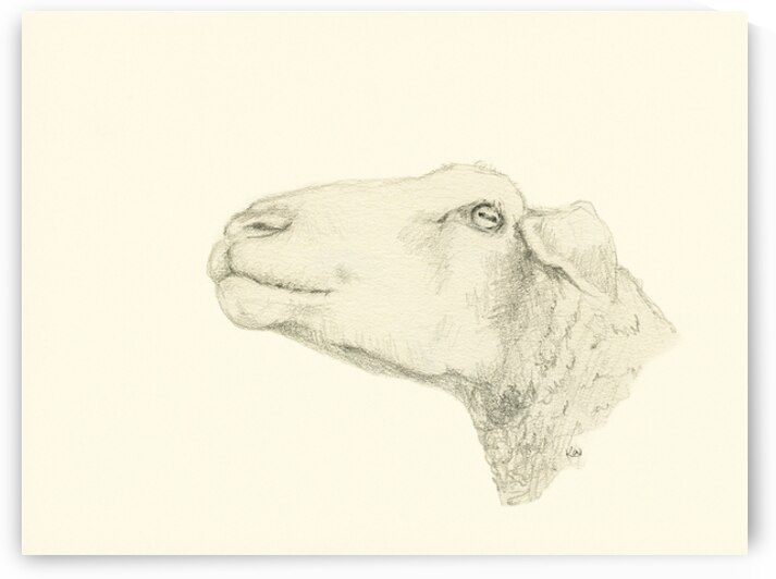 Pensive sheep Pencil drawing by Karen Kaspar
