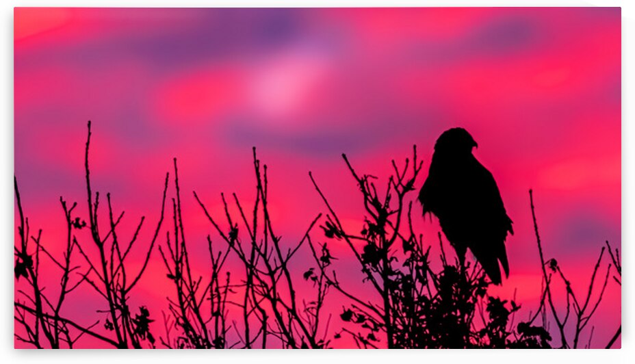 Rough legged Hawk at Sunrise by Joe Riederer