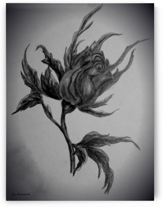 Wild Rose Sketch by Faye Anastasopoulou