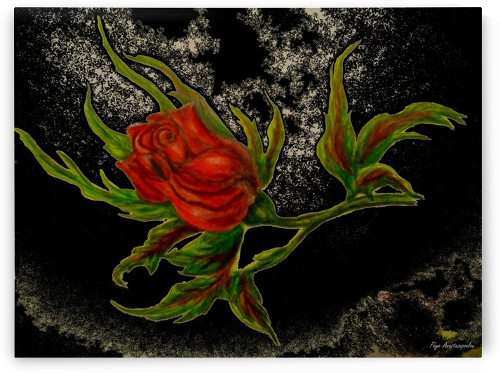 Wild Rose by Faye Anastasopoulou