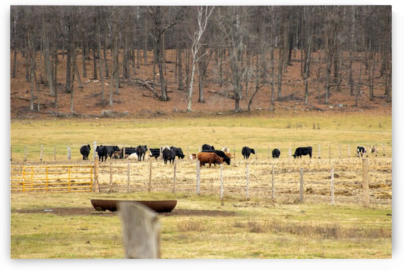 Cattle grazing in a field during autumn by GrafxOne