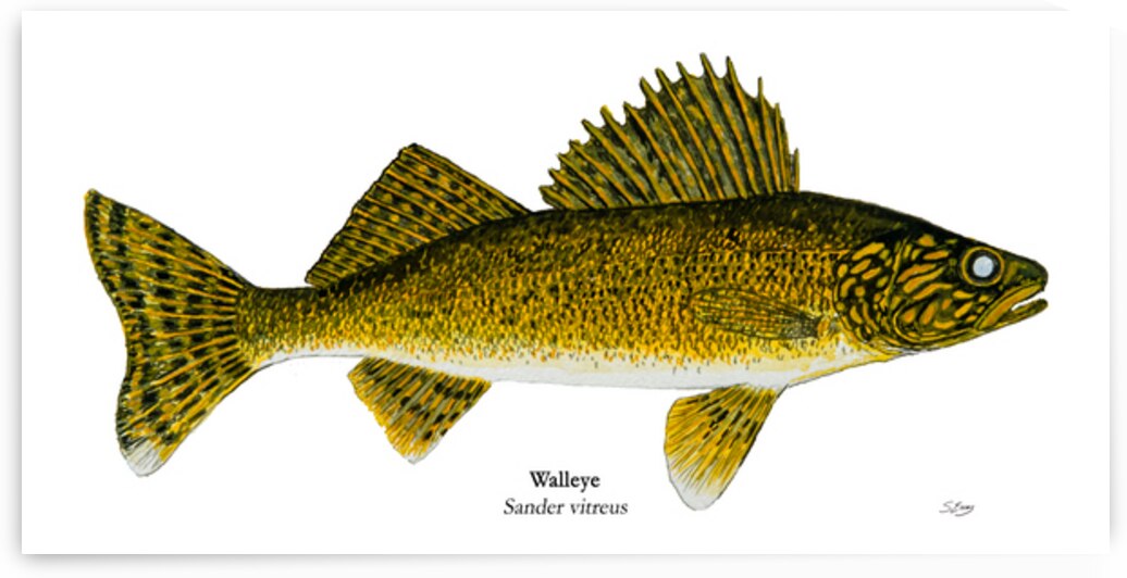 Sturge Lake Walleye Painting by Stephen Emms