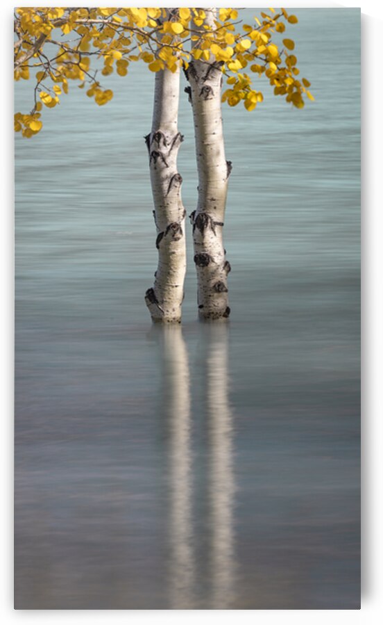 Golden Reflections by Kim Hexter Photography