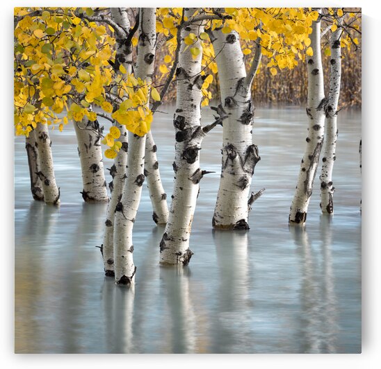 Autumn in Still Water by Kim Hexter Photography