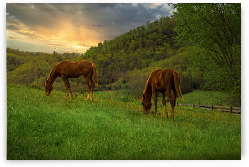 Appalachian Mountain Meadow Elegance with Horses by Shelia Hunt Photography