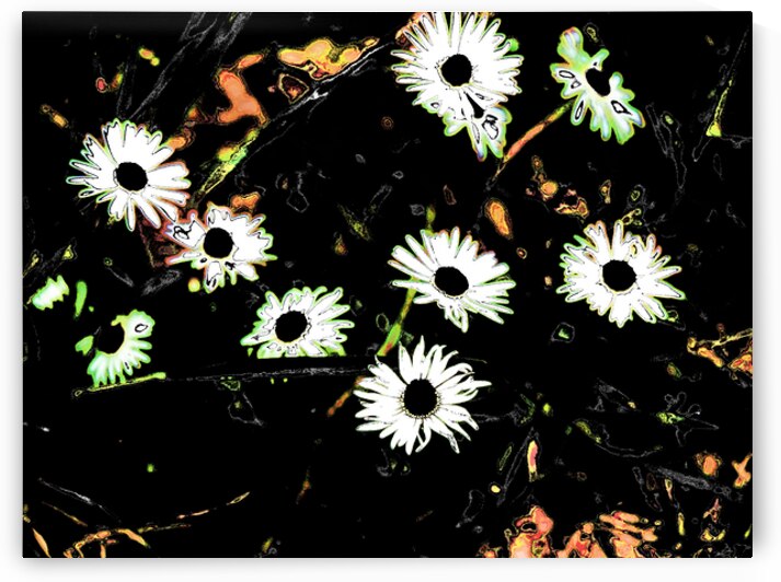 Abstract Summer Daises in the Darkness                                                                                                                      by Catriona Roberts Nature Photography and Designs