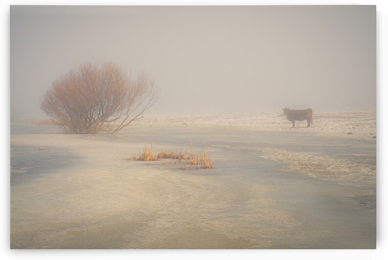 Loner in the Fog - Lassen County California by Mike Lee