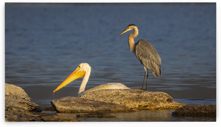 Crowded Fishing Grounds - White Pelican and Great Blue Heron - Lassen County California by Mike Lee