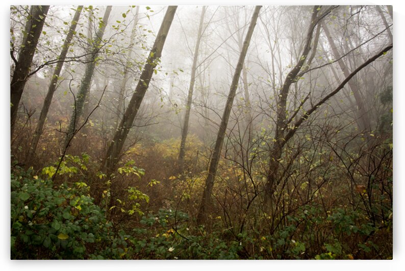 The Enchanted Forest by Marilaine Delisle